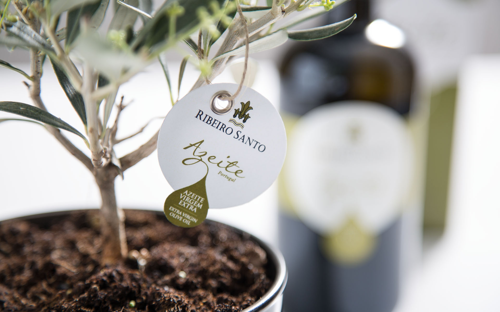 Olive oil label Design